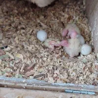 یک جفت عروس لوتینو مولد معاوضه گرینچیک نر