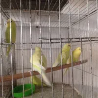 جوجه مرغ عشق تولید قفسی