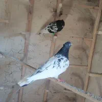 کفتر|پرنده|مشهد, ایثار|دیوار