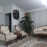 کاج مطبق 12ساله بسیار زیبا به همراه گلدان