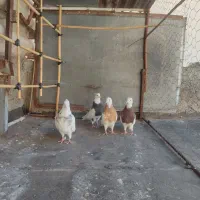 دو جفت طوقی فروشی