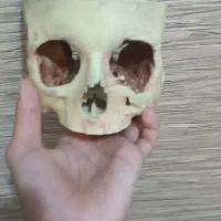 اسکلت دکوری