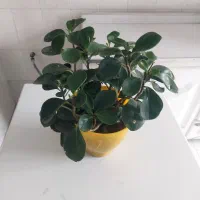 هر گلدان به قیمت ۵۰هزار تومان