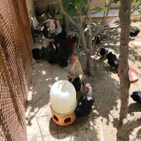تخم نطفه دار مرغ بلک
