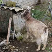 بز شیر ده همراه بزغاله ماده