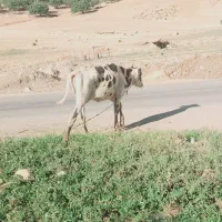 گاو با گوساله سیمیتال ماده سرحال و خوش خوراک