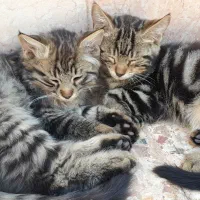 بچه گربه 5 ماهه