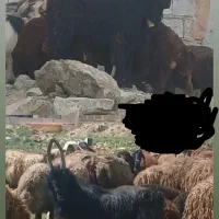 چپش دوبری