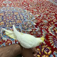 عروس هلندی  دستی