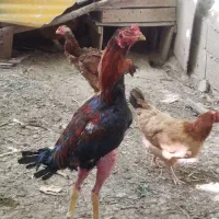 خروس لاری