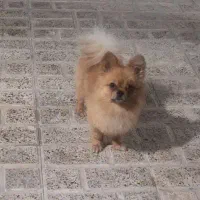سگ پامر