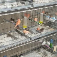 انواع قناری جوجه