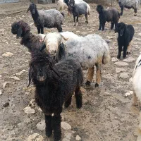 میش بره همه شیشک