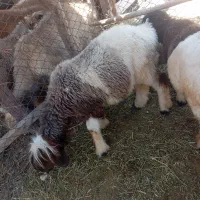 میش
