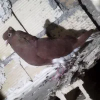 کبوتر ماده سرخدمسفید