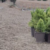 ۲۵۰ متر زمین باغی با دور محصور نزدیک آسفالت
