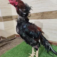خروس لاری