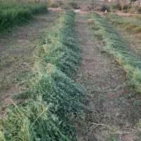 زد علف حرز با دستگاه علف تراشی