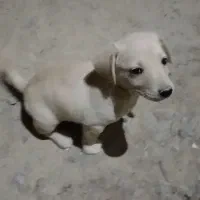 سگ پاکوتاه