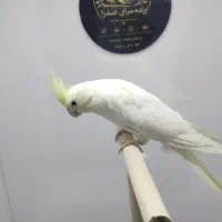 عروس هلندی کرم فیس نر