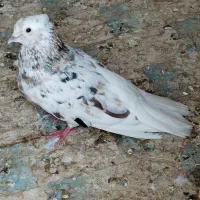 کبوتر دم سفید