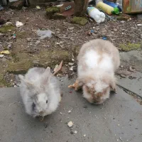 بچه خرگوش ماده لوپ جرسی مادر