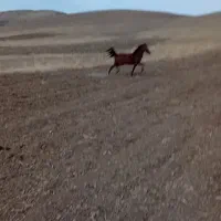 یک عدد مادیون فروشی