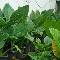 گل بابا ادم عروس گلها|گل و گیاه طبیعی|رشت, بازار|دیوار
