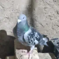 جان آردن