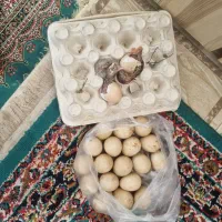 تخم مرغ شاخدار