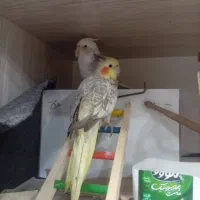 یک جفت عروس هلندی نر و ماده