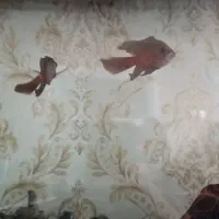 اسکار معاوضه با لجن خوار