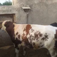 دو عدد گوساله نر