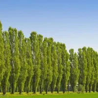 ارائه نهال صنوبر ۴ متری