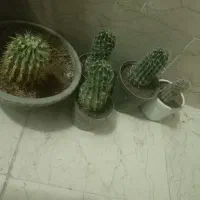 کاکتوس و انواع گل