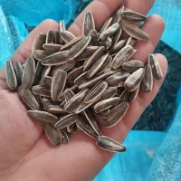 تخمه مخصوص پرنده بدون پوچ درجه یک