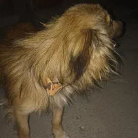 سگ پا کوتاه گمشده