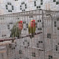 طوطی برزیلی کوتوله صورت هلویی