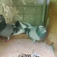 کفتر پرشی
