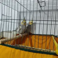 دوعدد عروس هلندی نر وماده