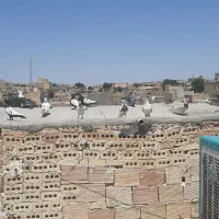کفتر|حیوانات مزرعه|رضویه, |دیوار