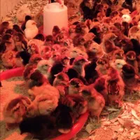جوجه مرغ محلی و بلدرچین اصلاح نژاد شده در قوچان