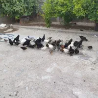 جوجه محلی ۴ ماهه