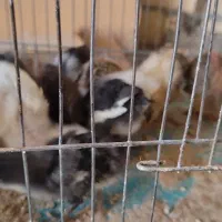جوجه 15روزه گلین و سلطان