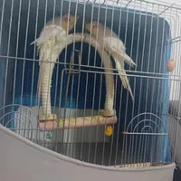 دوعدد عروس نر و ماده خوشگل ناناز