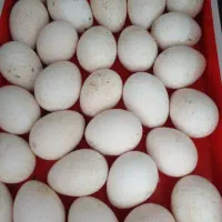 تخم بوقلمون و تخم اردک اسرائیلی