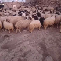 بره|حیوانات مزرعه|هندمینی, |دیوار