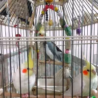 سه تا عروس هلندی ۲ تا نرسخن گو یه دونه ماده