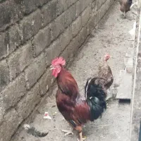 خروس