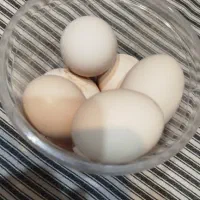 تخم مرغ نطفه دار